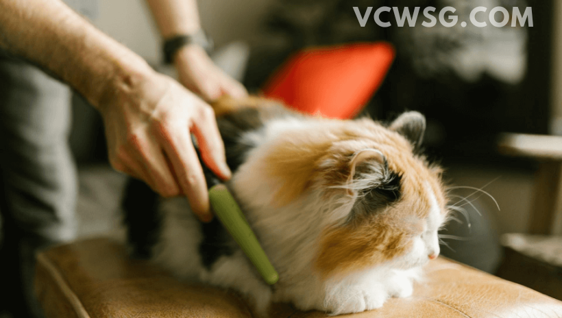 GROOMING KUCING PROSEDUR MELAKUKANNYA